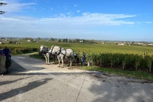 Bordeaux: Saint-Émilion wine tour in a small group