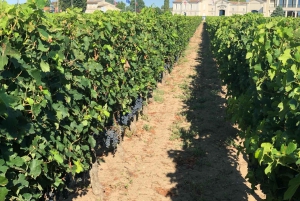 Bordeaux: degustação de vinhos do 'Tour de France