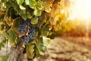 Bordeaux : Unohtumaton Saint Emilionin puolen päivän viinikierros