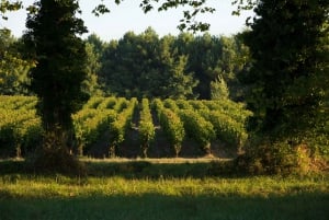 Château Olivier: One Hour Vineyard Tour with Wine Tasting