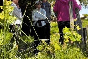 Erkunde Saint-Émilion mit dem E-Bike: Kleingruppentour, Halbtagestour