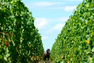 Explora Saint-Émilion em e-Bikes: Excursão em pequenos grupos, excursão de meio dia
