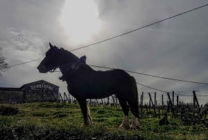 From Bordeaux: Evening Tour to Saint Emilion