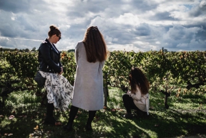 From Bordeaux: Médoc Region Afternoon Wine Tasting Tour