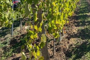 Van Bordeaux naar Saint-Émilion: ontbijt + bezoek + proeverij