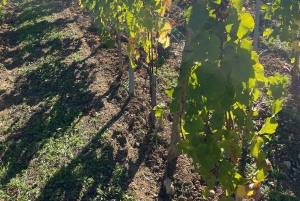 Van Bordeaux naar Saint-Émilion: ontbijt + bezoek + proeverij