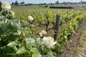 Van Bordeaux naar Saint-Émilion: ontbijt + bezoek + proeverij