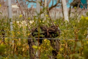 Bordeaux: Private Wine Tour to St Emilion