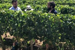 Au départ de Bordeaux : Visite des vignobles de Saint-Emilion (demi-journée)
