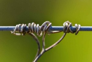 La Closerie de Fronsac : visite et dégustation de vin