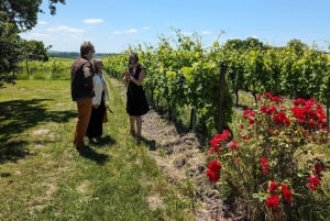 Private tour Day in the heart of the Cognac vineyards