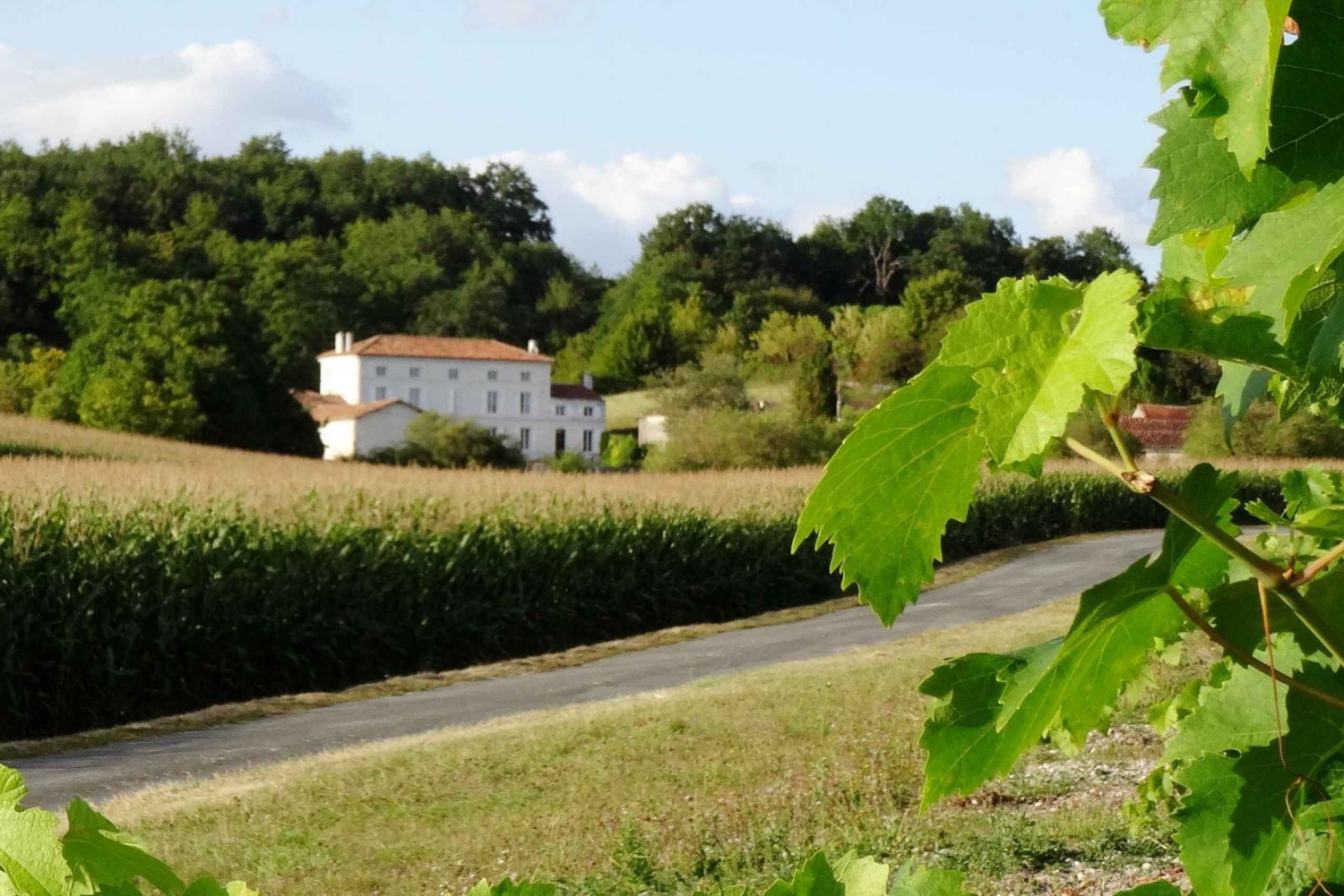 Private Tour: The Cognac; a Luxury and Terroir Product
