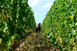 Erkunde Saint-Émilion mit dem E-Bike: Kleingruppentour, Halbtagestour
