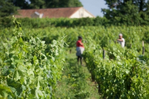 Full-day Saint-Emilion: Village, Undergrounds and Châteaux