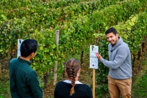 Saint-Émilion: Besök på vingård och provsmakning av Grand Cru Classé