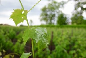 Vanuit Bordeaux: Wijnproeverij met gids in Saint-Emilion