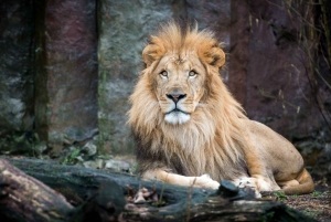 ボストン：フランクリン パーク動物園入場券