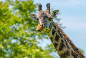 Boston: Inngangsbillett til Franklin Park Zoo