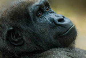 ボストン：フランクリン パーク動物園入場券