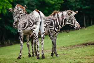 ボストン：フランクリン パーク動物園入場券