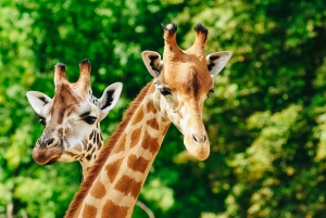 ボストン：フランクリン パーク動物園入場券