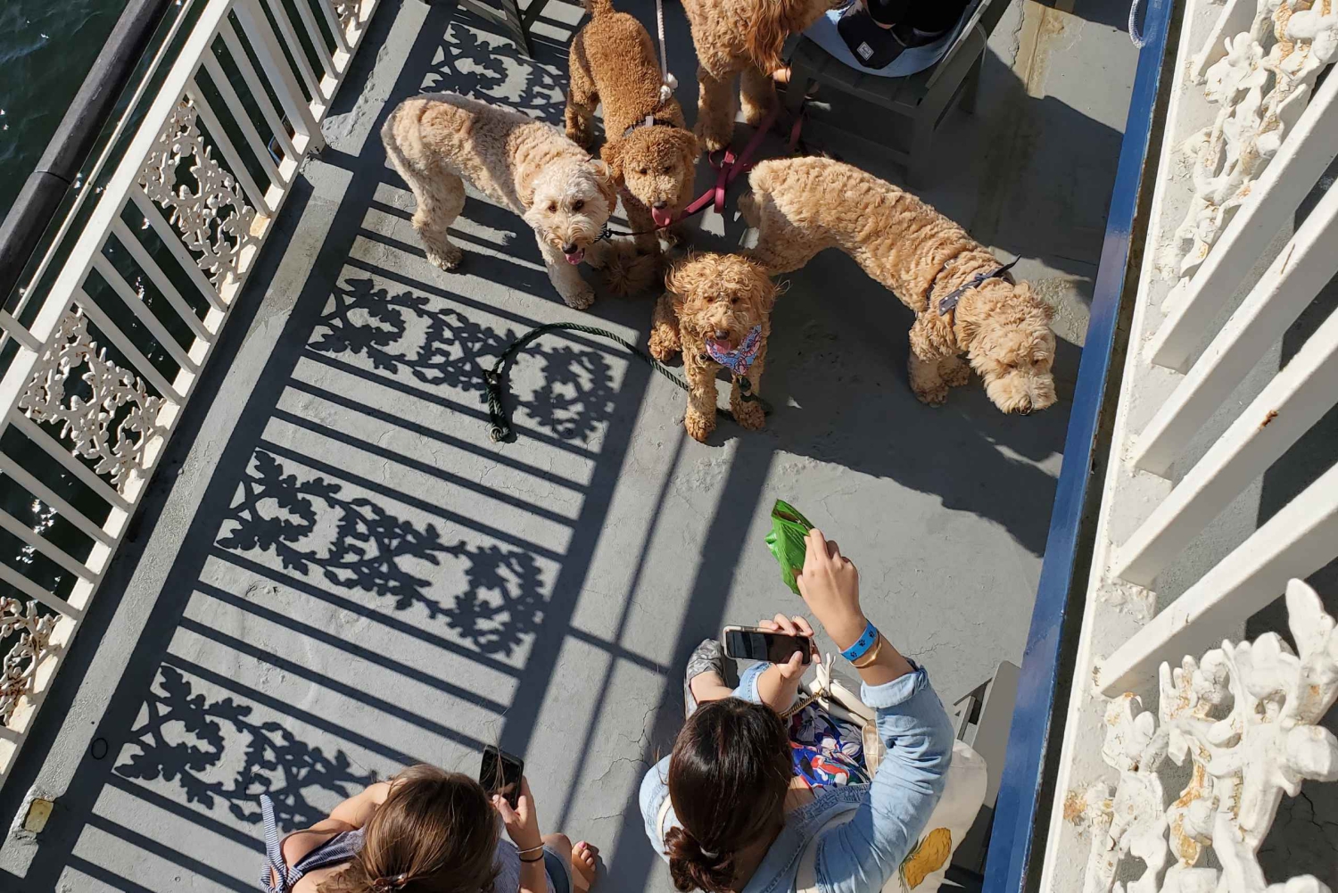 Boston: Scenic Harbor Cruise (Dog-Friendly)