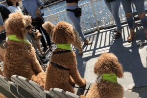 Boston: Scenic Harbor Cruise (Dog-Friendly)