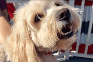Boston: Scenic Harbor Cruise (Dog-Friendly)