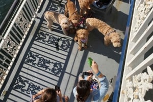 Boston: Scenic Harbor Cruise (Dog-Friendly)