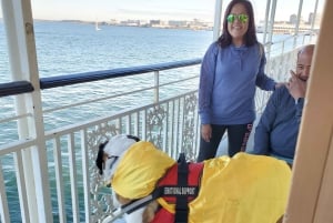 Boston: Scenic Harbor Cruise (Dog-Friendly)