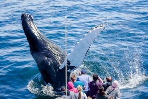 Boston: avvistamento balene in catamarano