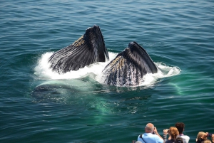 Boston: avvistamento balene in catamarano