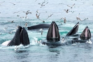 Boston: avvistamento balene in catamarano