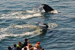 Boston: avvistamento balene in catamarano