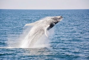 Boston: avvistamento balene in catamarano