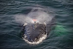 Boston : croisière d'observation des baleines en catamaran