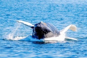 Boston: avvistamento balene in catamarano