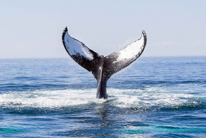 Boston : croisière d'observation des baleines en catamaran