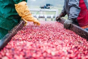 Tempo limitado: Cranberry Bogger para uma experiência de um dia