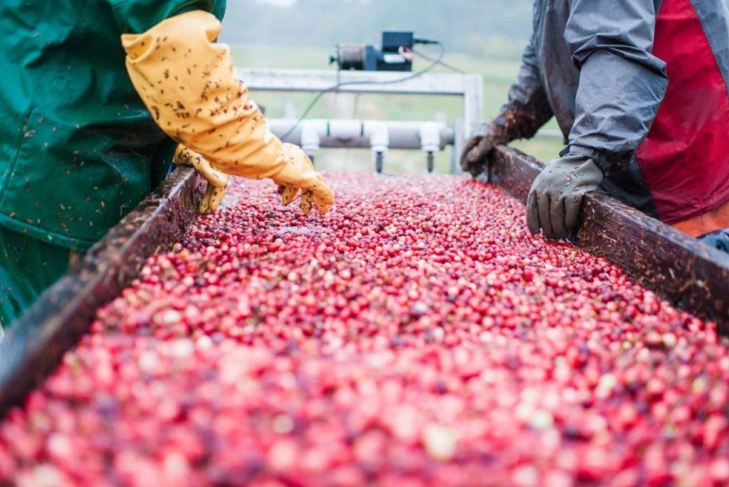 Visita a uma fazenda local de Cranberry com transporte de Boston