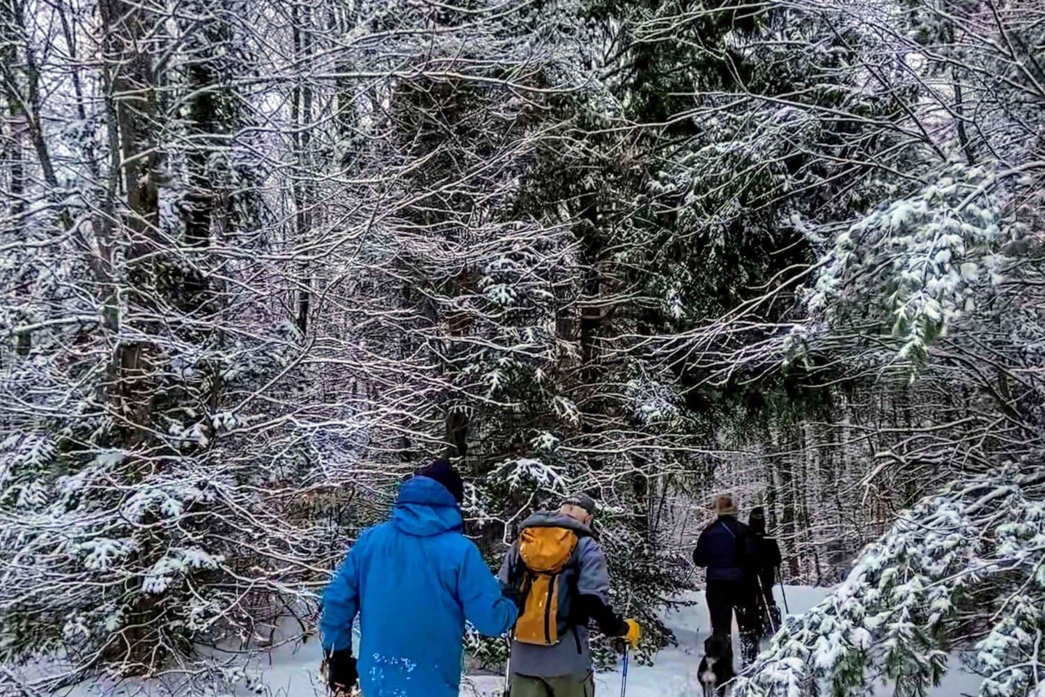 Avventura invernale guidata con le ciaspole da Boston