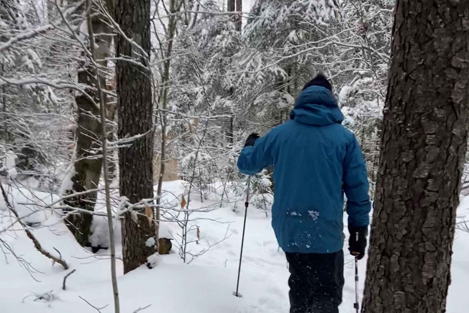 Avventura invernale guidata con le ciaspole da Boston