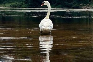 Newton: Charles River Canoe Rental