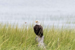 Viagem de um dia a partir de Boston: Passeio guiado pela natureza em Crane Estate