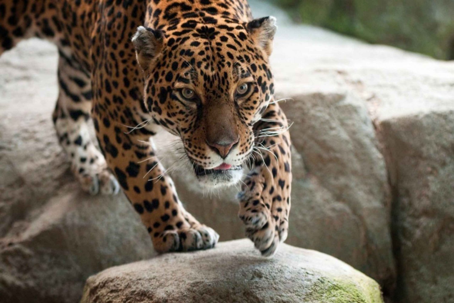 マサチューセッツ州ストーンハム：ストーン動物園入場券