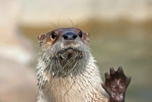 Stoneham, Massachusetts: Eintrittskarte für den Stoneham Zoo