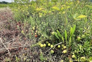 ボストンからの送迎付き、地元のクランベリー農園ツアー