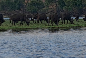 2 Day one night chobe safaris