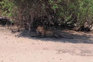 2 Day one night chobe safaris