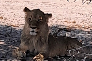 2 Day one night chobe safaris